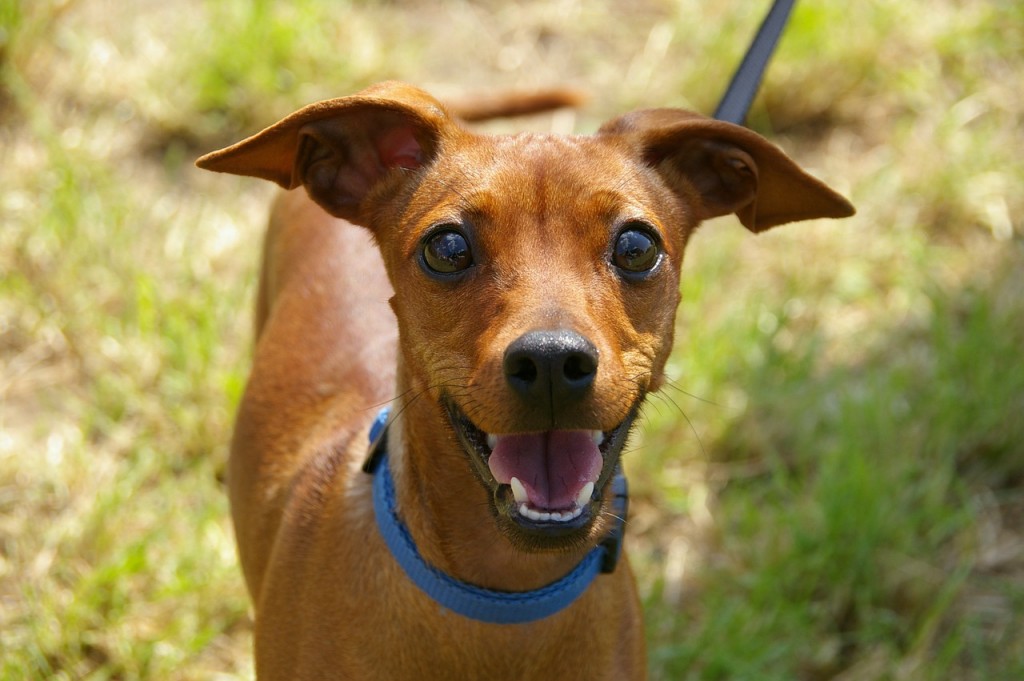 Centro Veterinario